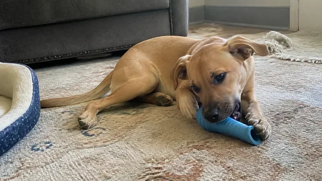 Unposed tan puppy chewing a flexible toy on a slightly untidy living room rug in window light