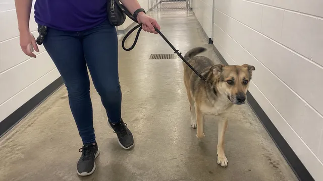 A shelter worker holding a slack slip lead on a calm dog for a short transfer