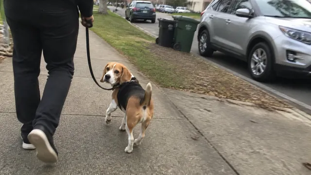 A beagle glancing back at its handler on an ordinary neighborhood walk