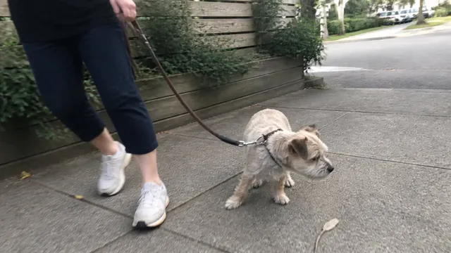 A handler and terrier beginning a quick turn on a slightly messy suburban sidewalk