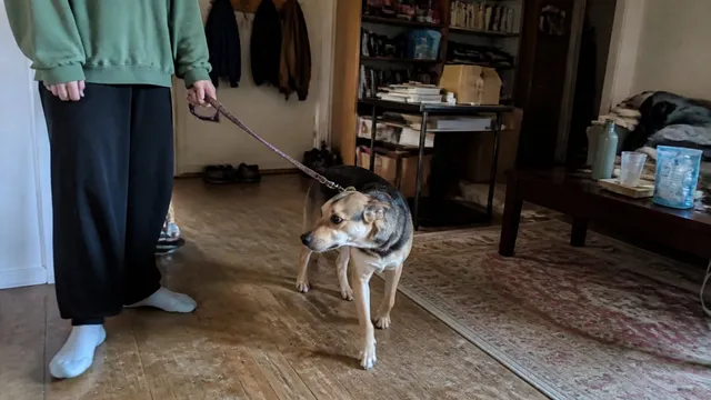 A mixed breed dog turning softly toward gentle leash tension in a cluttered living room