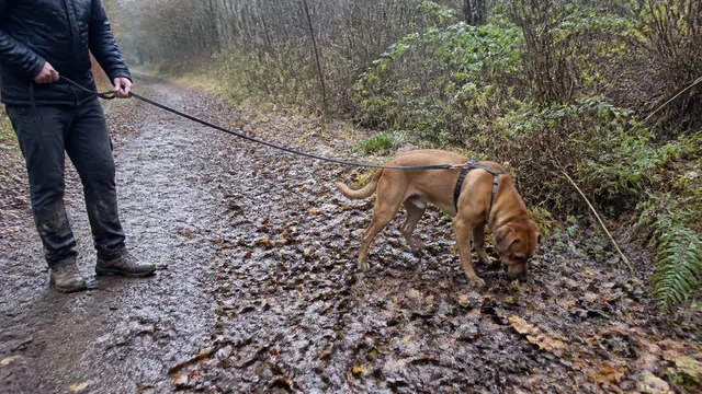 A dog sniffing freely on a muddy quiet trail with a casually dressed handler