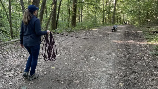 Handler managing loose coils of a long line while a dog sniffs on a broad woodland trail