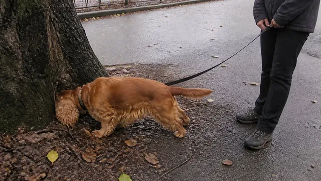 A spaniel sniffing a damp tree base while its handler waits with a loose leash