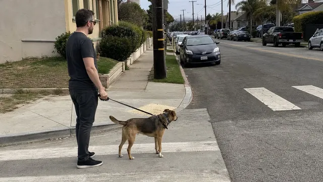 Handler and dog waiting behind a curb before crossing a residential street