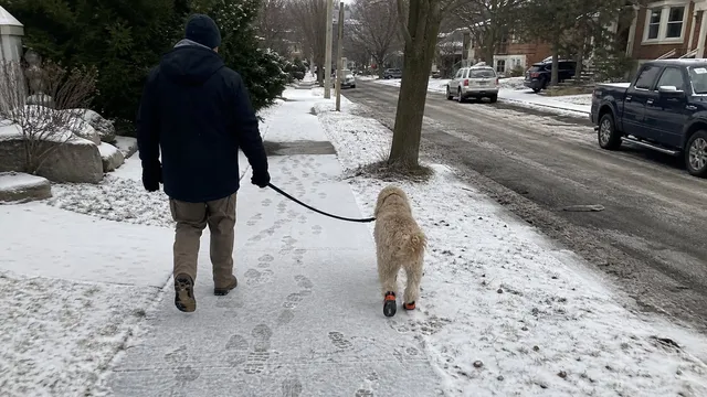 Shaggy dog in boots walking carefully with a handler on a snowy neighborhood sidewalk