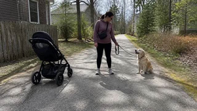 An adult practicing with a calm dog beside an empty baby stroller on a quiet path