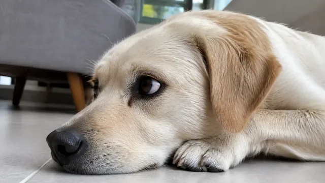 Light coated dog looking sideways with a crescent of eye white visible