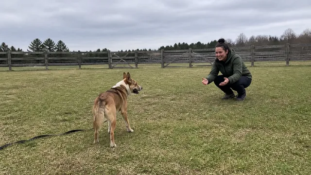 Dog turning back toward a crouching handler after a leash falls onto grass in a fenced field