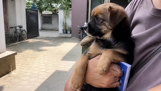 Small puppy being carried outdoors for a low risk early socialization outing