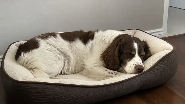 Older spaniel asleep in a bed positioned against a wall