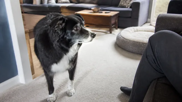 Gray muzzled senior border collie orienting toward its caregiver in a familiar living room