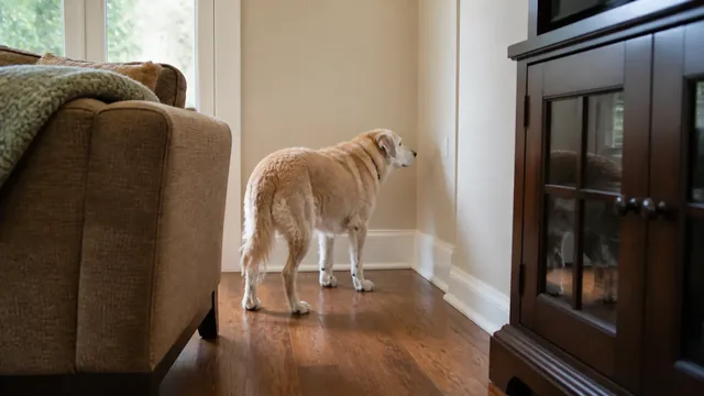 Gray muzzled senior cream colored dog paused in an open gap behind living room furniture