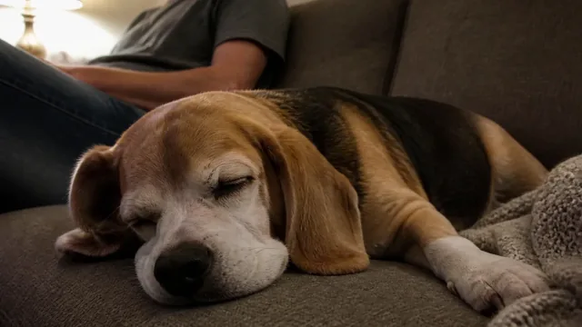 Gray muzzled senior beagle asleep with a person sitting nearby