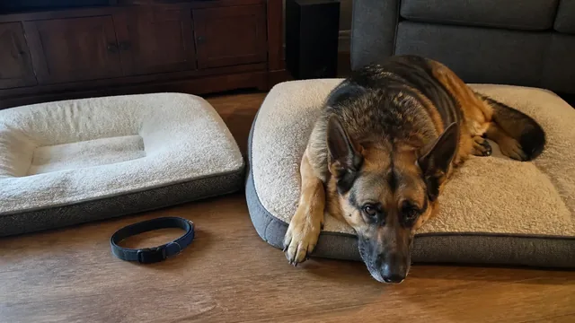 Sable shepherd mix lying quietly between two dog beds
