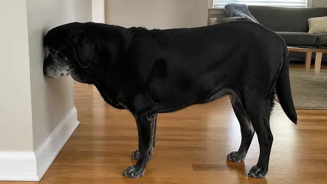 Gray muzzled senior black dog pressing the crown of its head against a wall