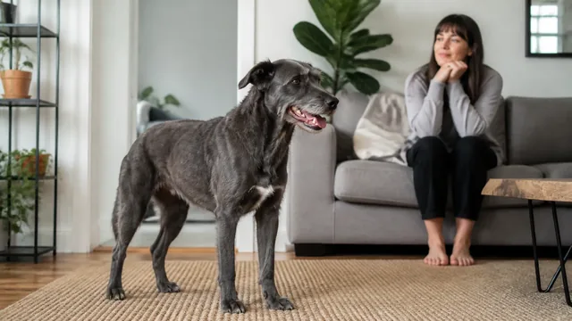 Charcoal gray mixed breed dog panting lightly in a cool living room while a caregiver observes from a distance