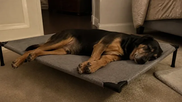 Black and tan hound sleeping on its side with its full body visible on a low dog bed