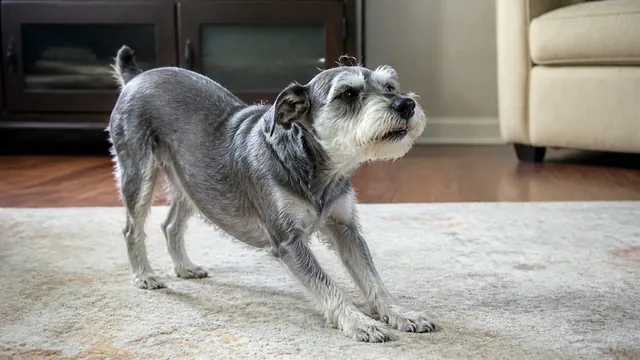 Small gray schnauzer mix standing with neck extended during an episode