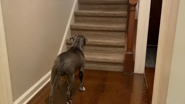 Gray rescue dog looking up from the foot of a carpeted staircase