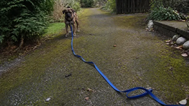 Brindle rescue dog standing hesitantly at the end of a slack blue leash