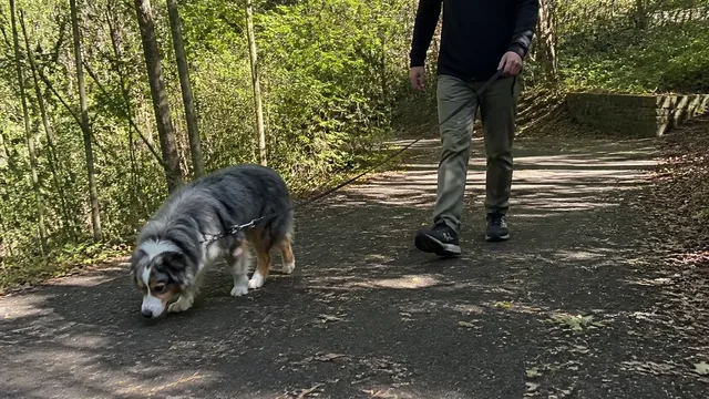 Gray and white dog sniffing beside a shaded path during a leashed walk
