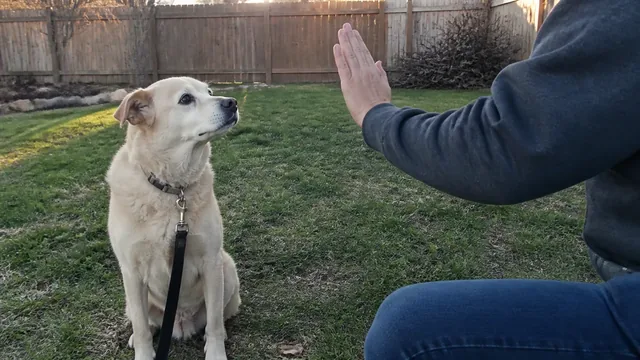 Light colored dog on a leash watching a raised hand in a fenced yard