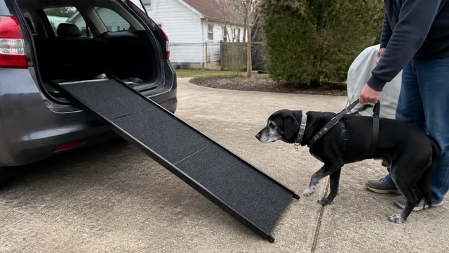 Person holding a support harness as a black dog approaches a car ramp