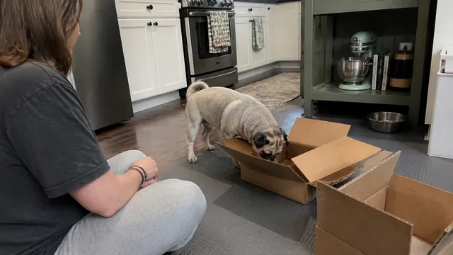 Pug investigating an open cardboard box while a person sits nearby