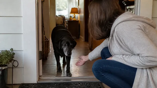 Gray muzzled black dog approaching a doorway where a person is crouching