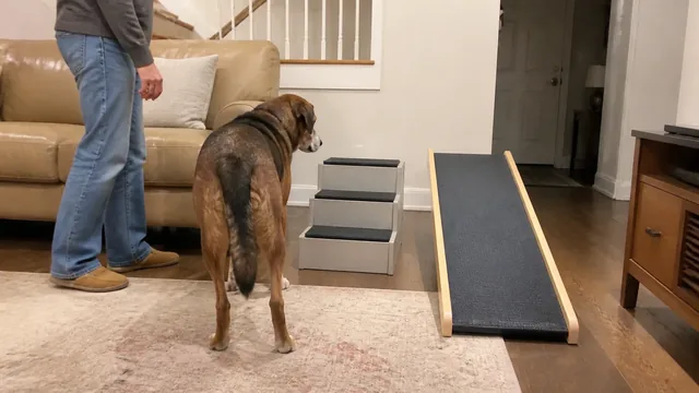 Dog and handler beside a freestanding pet ramp and small pet steps