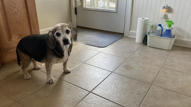 Gray muzzled senior beagle standing patiently near a kitchen back door and washable mat