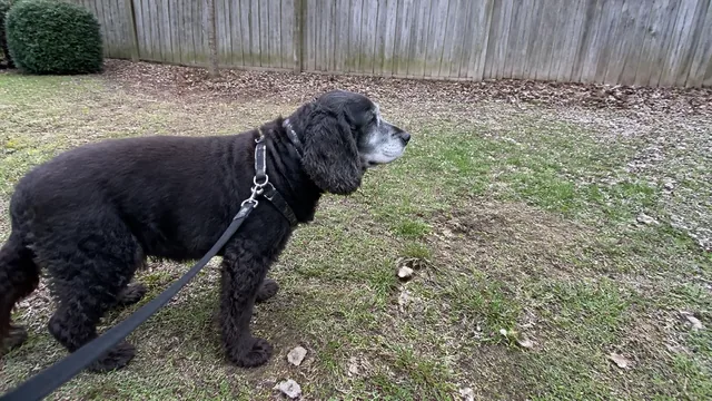 Gray muzzled black spaniel on a leash in a fenced yard