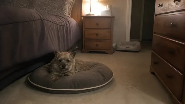 Small tan dog resting in a dog bed beside a bed in a dim bedroom