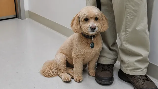 Older apricot poodle mix waiting beside an owner's legs