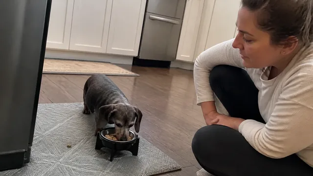 Small gray muzzled dog eating from a bowl with a piece of food on the mat beside it