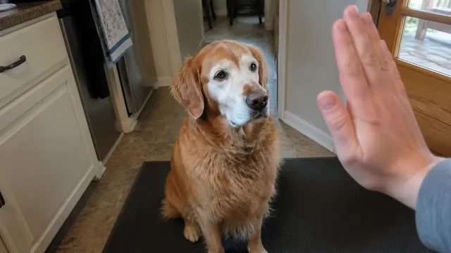 Gray muzzled golden retriever looking toward a raised hand in a kitchen