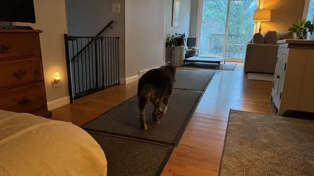 Dog walking along floor runners beside a gated staircase and nightlight