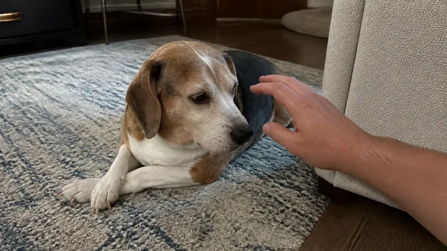 Beagle resting beside a sofa as a hand approaches its face