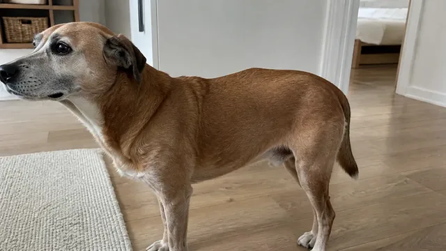 Side view of a gray muzzled brown dog standing on a wooden floor