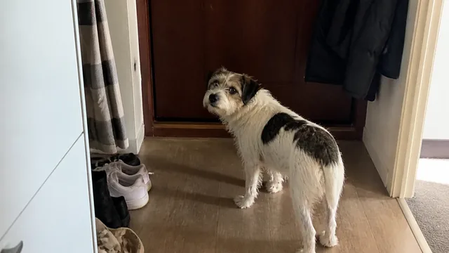 Small wire haired dog standing beside a closed front door