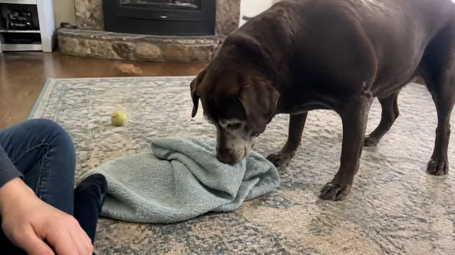 Gray muzzled brown dog investigating a folded towel with a tennis ball nearby