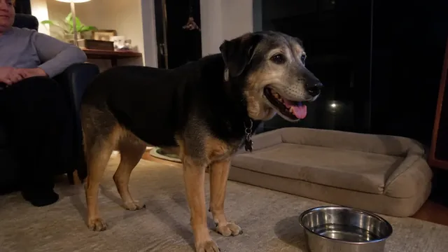 Gray muzzled senior mixed breed dog panting beside its bed in a dim living room