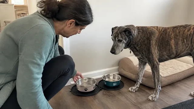 Brindle dog beside its bed while a person places a water bowl on the floor