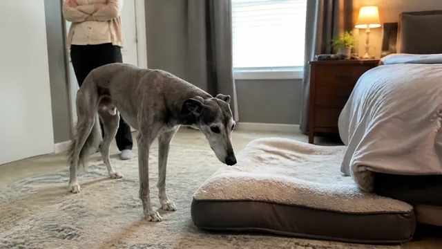 Gray muzzled dog standing beside a low dog bed in a bedroom