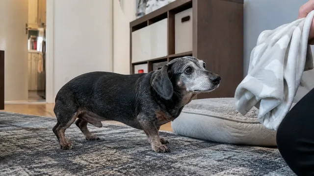 Small gray muzzled senior dachshund standing on a rug as a caregiver offers a light blanket