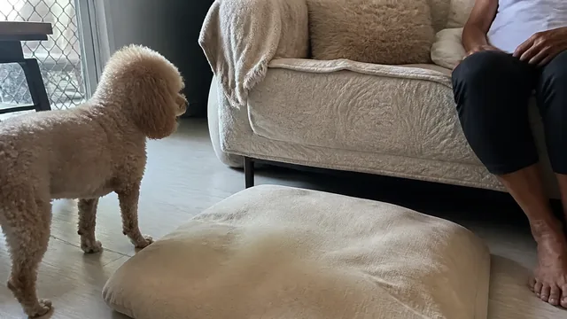 Small curly coated dog standing beside a floor cushion and sofa