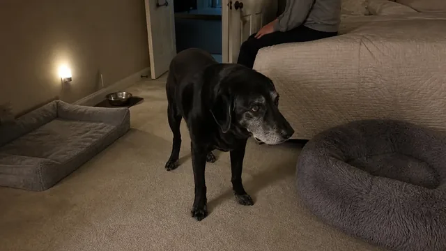 Gray muzzled senior black Labrador standing between two resting places in a dim bedroom
