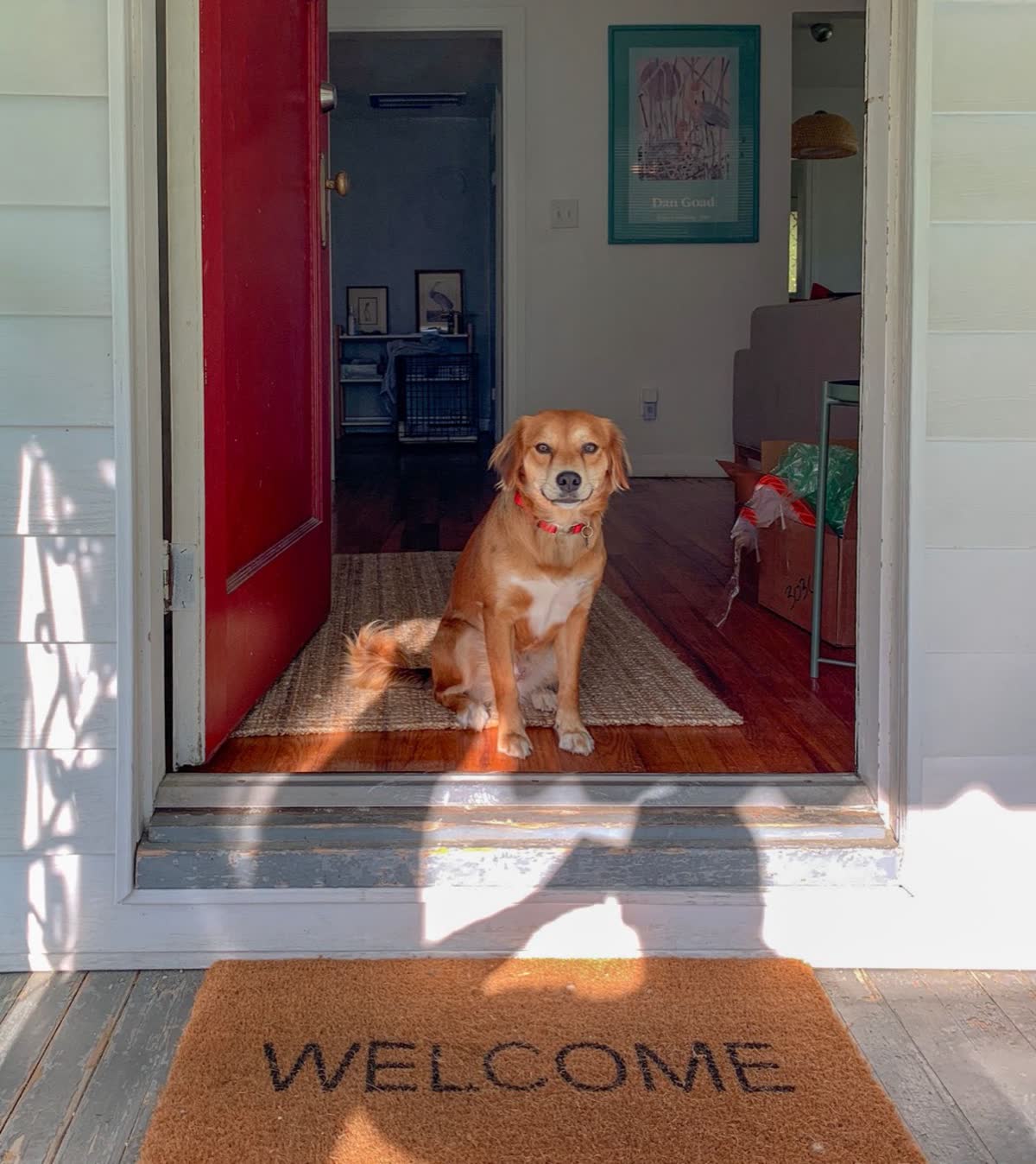Newly adopted dog settling in at home
