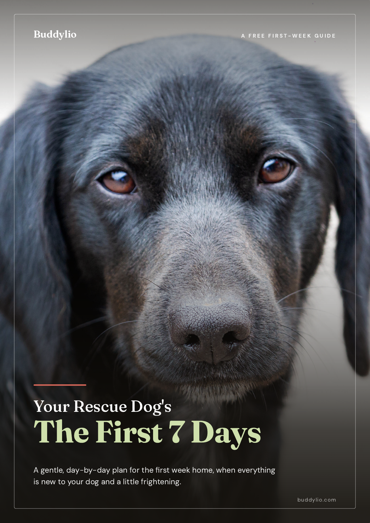 Free Rescue Dog First Week Checklist cover
